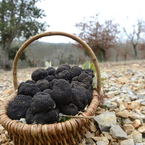 truffes-provence