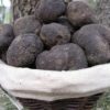 Truffes